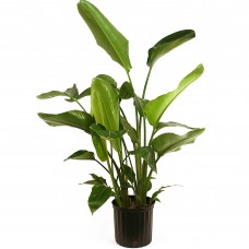 White Bird of Paradise (Strelitzia nicolai) Easy To Grow Live House Plant from Delray Plants, 10-inch Grower Pot   553130506